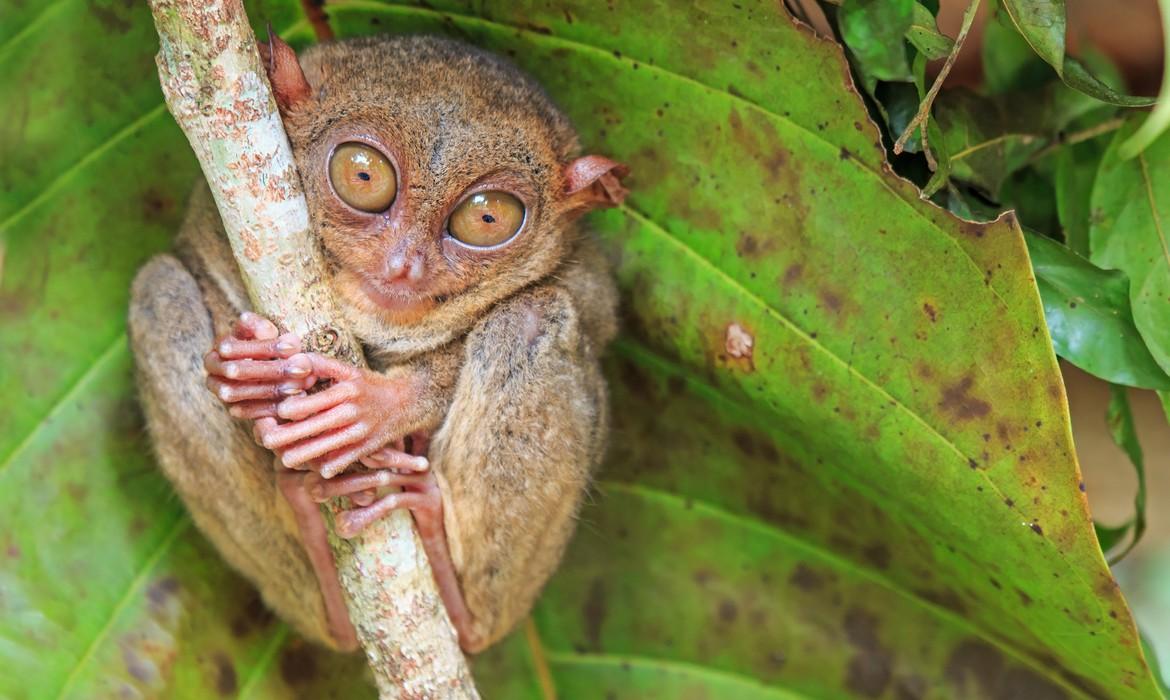 Tarsier, Bohol