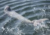 Dolphin watching from Mandalay