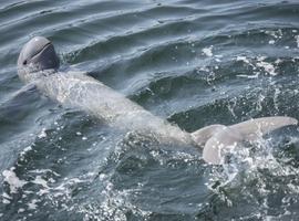 Irrawaddy dolphin