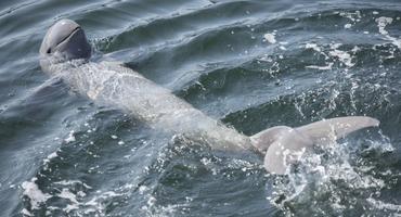 Irrawaddy dolphin
