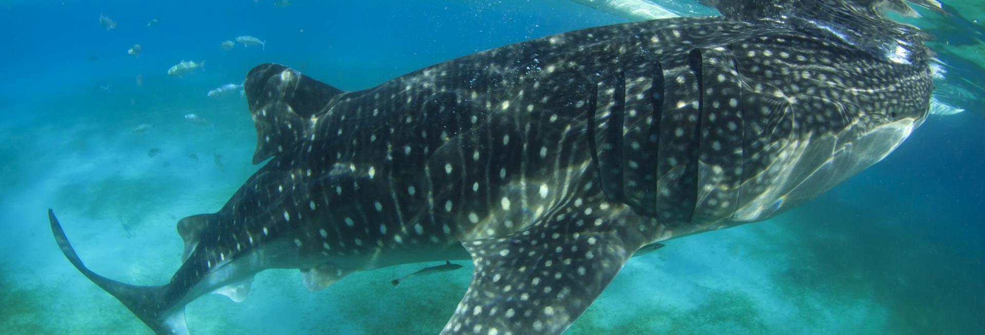 Whale Shark, Donsol, the Philippines