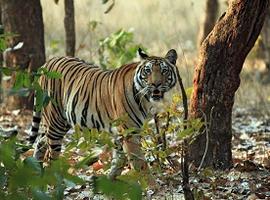 Bengal Tiger, Bandhavgarh National Park