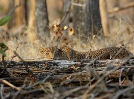 Leopard, Pench National Park