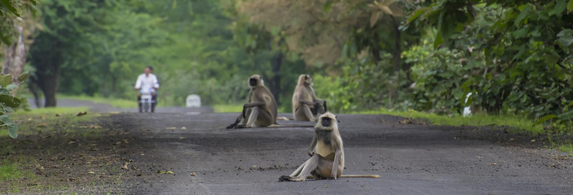 Macaques, Satpura National Park