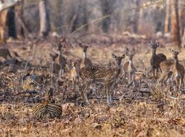 Predator and prey, Tadoba National Park