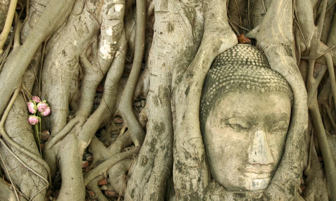 Buddha's Head, Ayutthaya