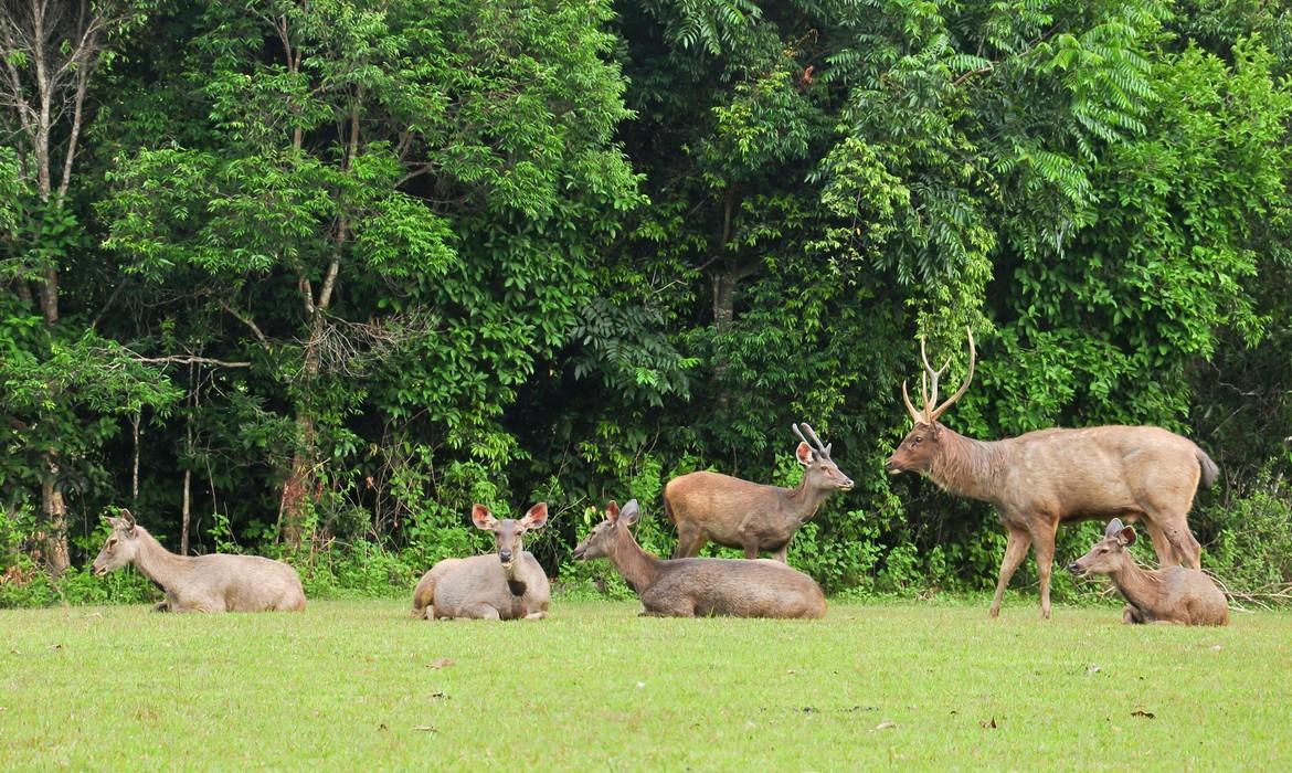 Sambar deer, Khao Yai National Park