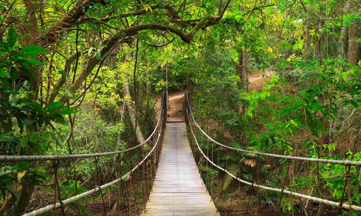 Bridge to the deep jungle, Khao Yai National Park