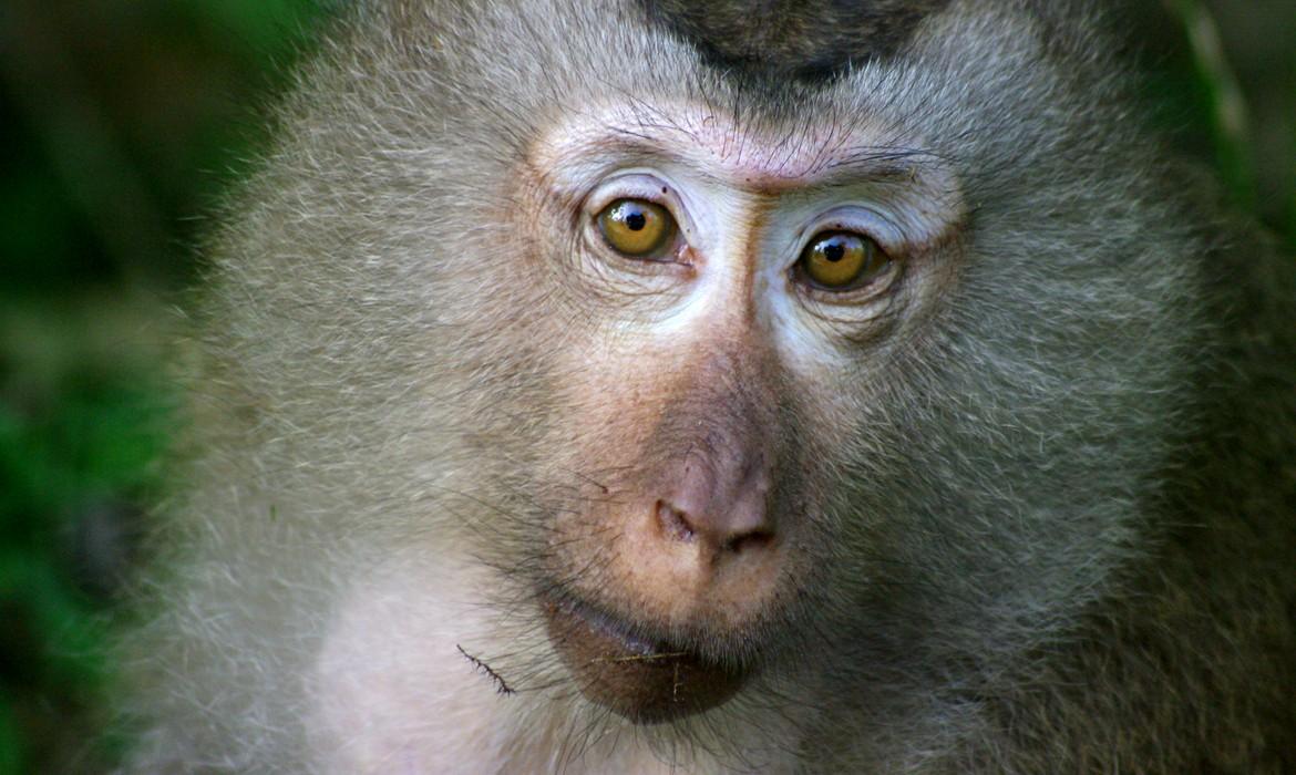 Northern Pig-tailed Macaque, Khao Yai National Park