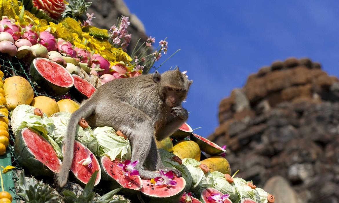 Monkey buffet festival, Lopburi