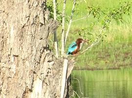 Bird-watching, Gal Oya National Park