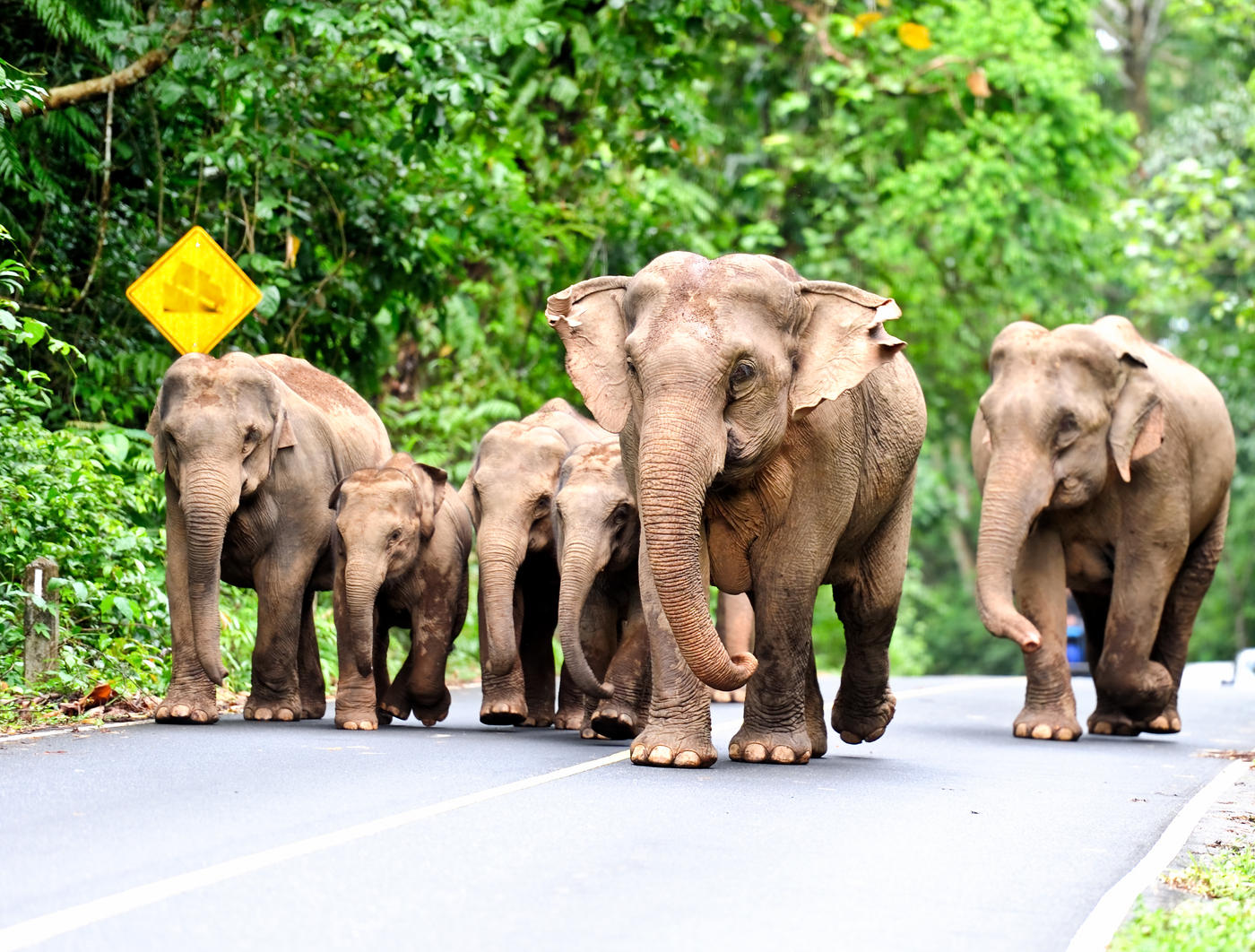 Elephant family, Khao Yai National Park