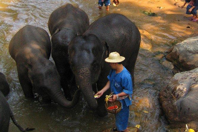 Elephants, Chiang Mai