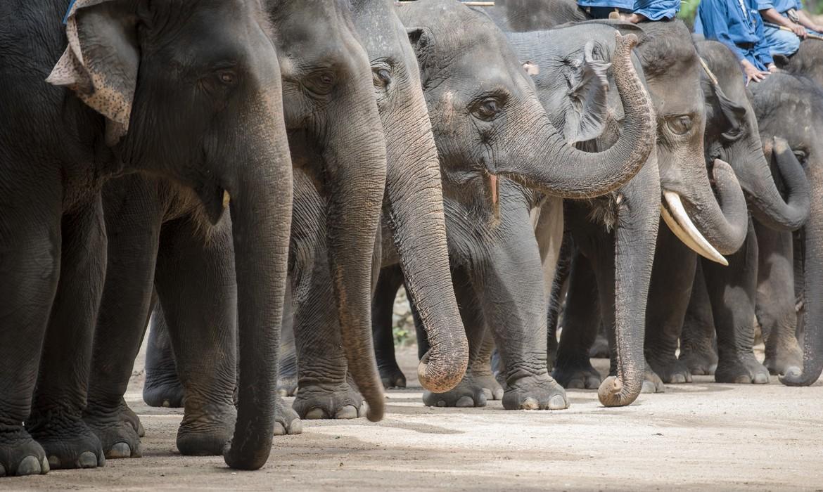 Elephants, Lampang