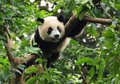 Visit the Giant Panda