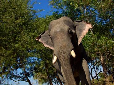 Elephant, Myanmar