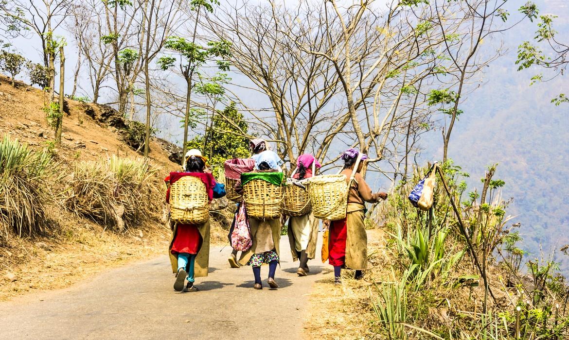 Tea pickers, Darjeeling