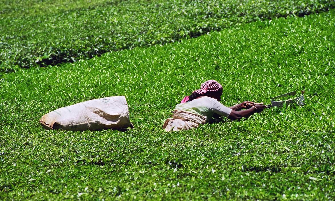 Tea picker, Darjeeling
