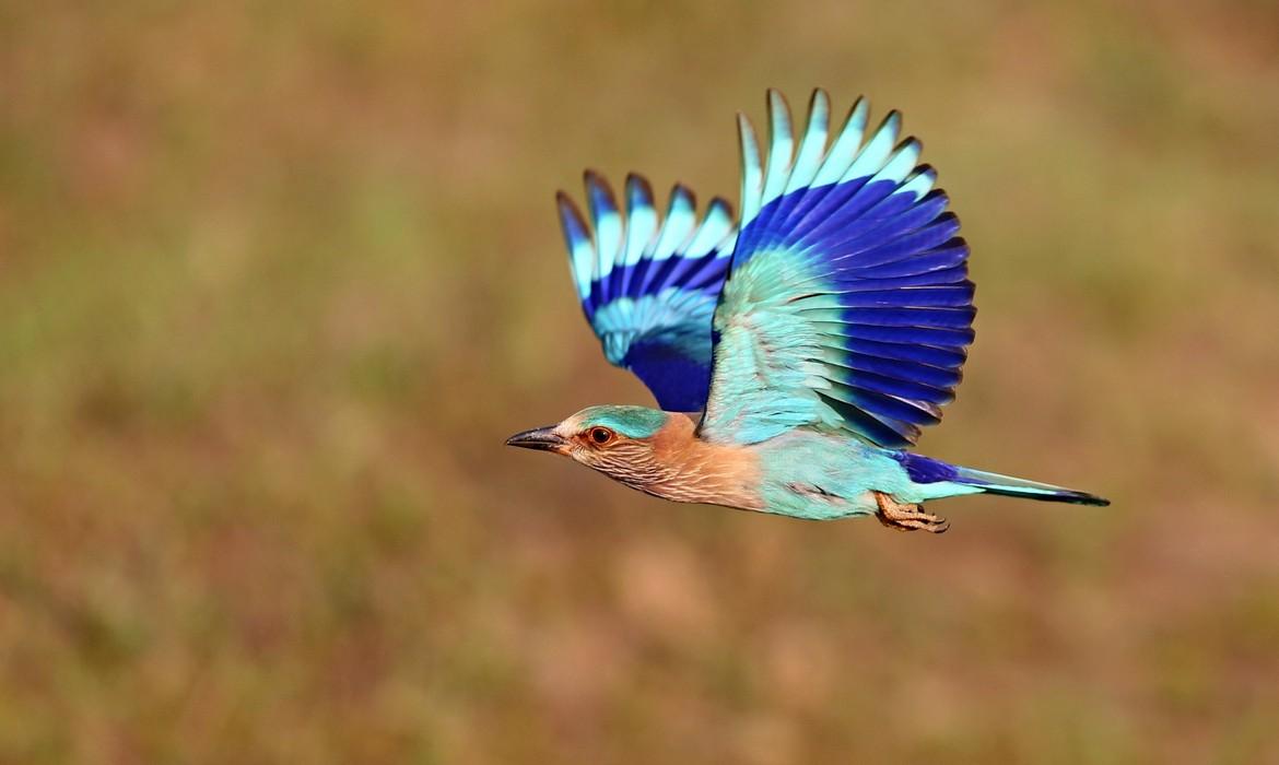 Kaziranga National Park
