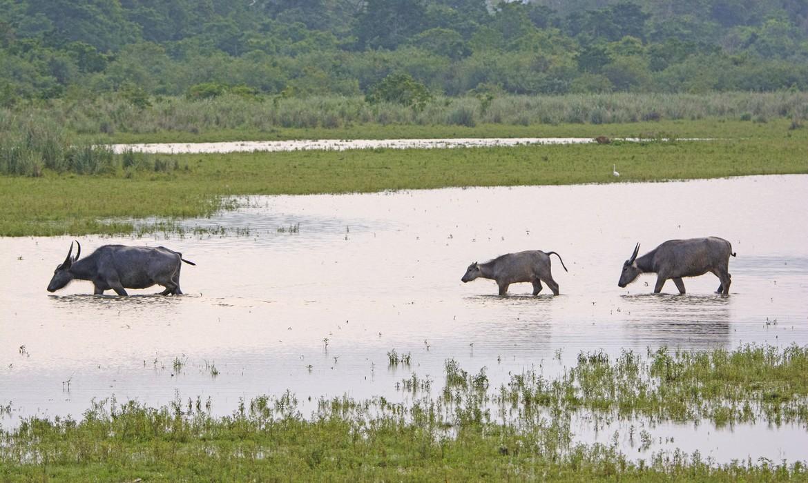 Kaziranga National Park
