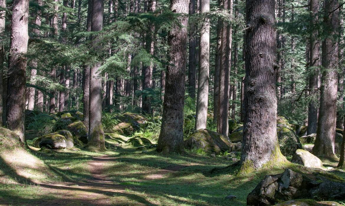 Himachal Pradesh Forest