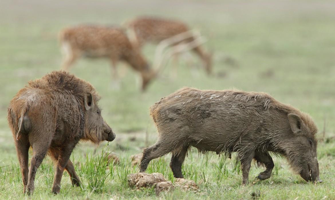 Boar, Jim Corbett National Park