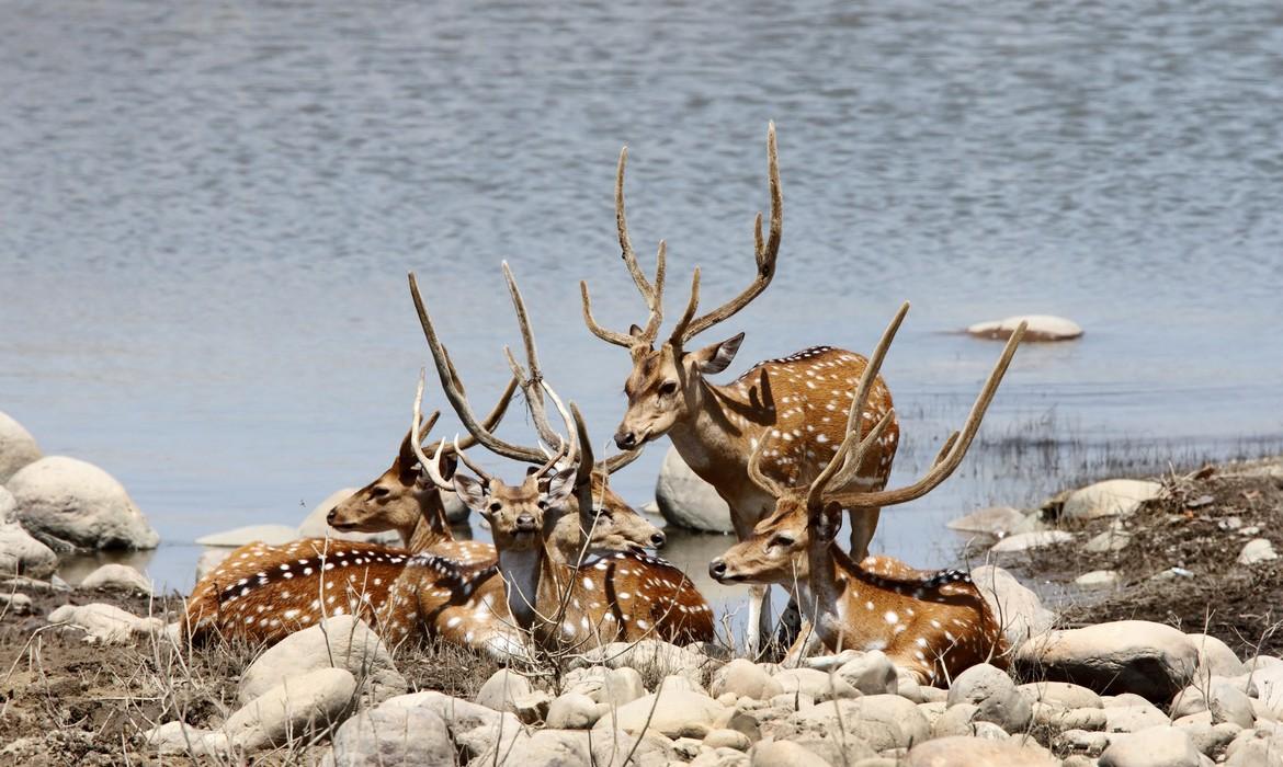 Deer, Jim Corbett National Park