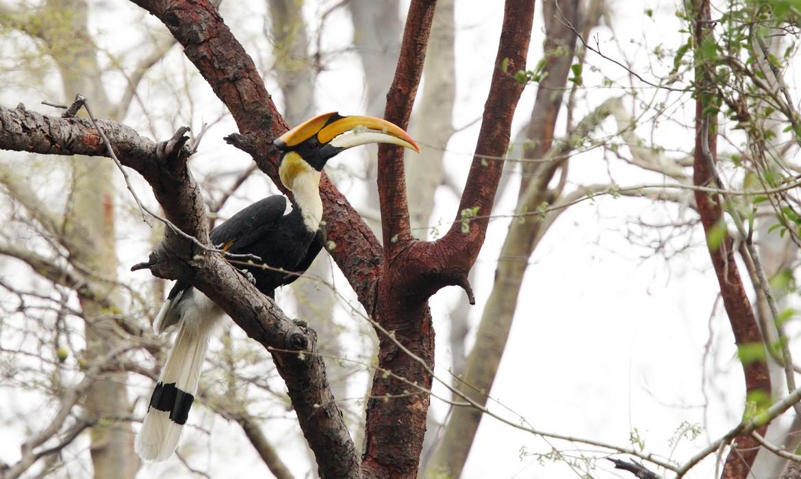 Toucan, Jim Corbett National Park