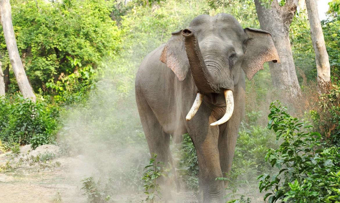 Elephant, Jim Corbett National Park
