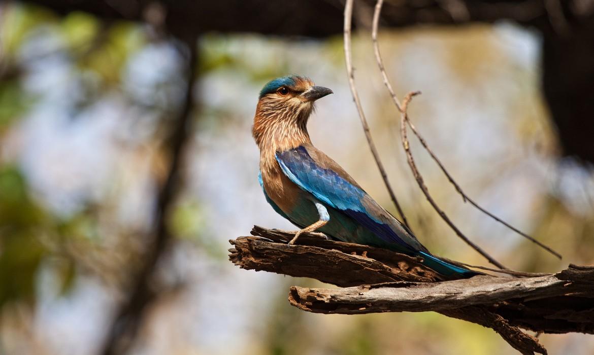 Bandhavgarh National Park