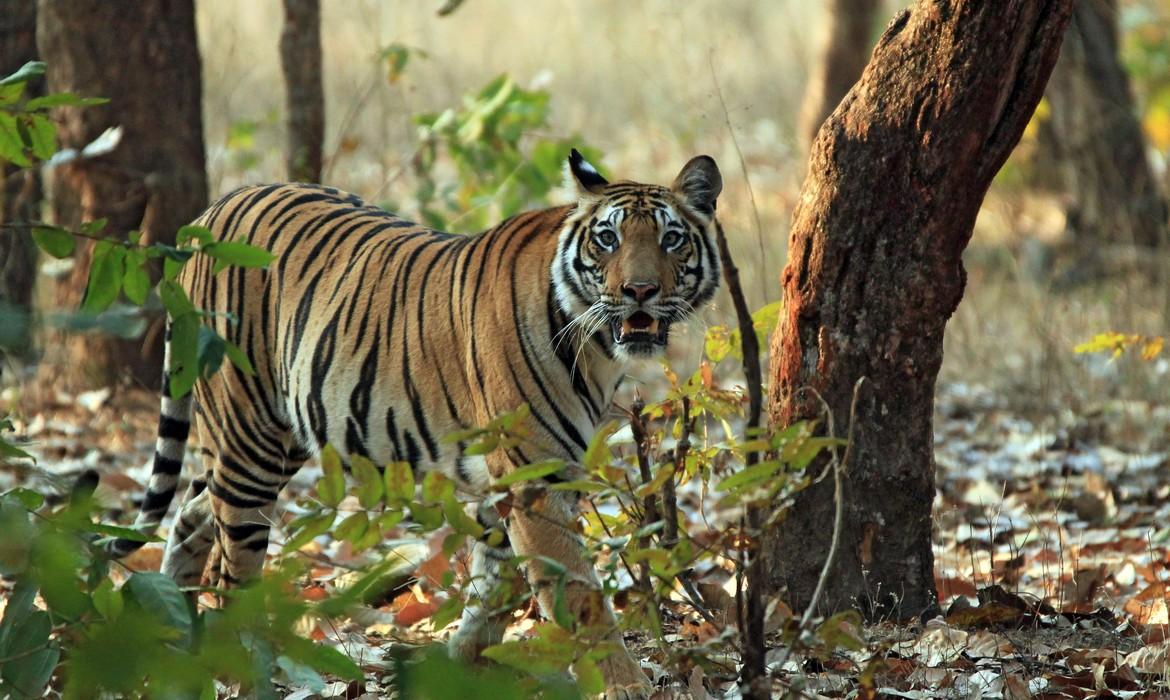 Bandhavgarh National Park