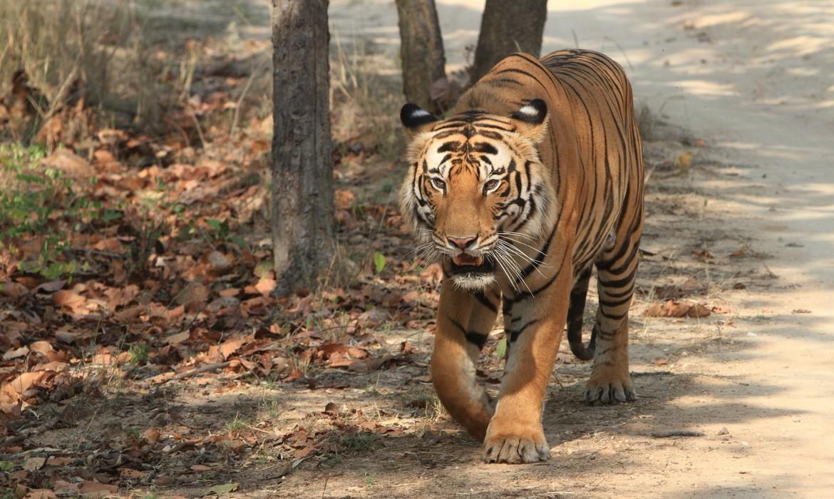 Bandhavgarh National Park