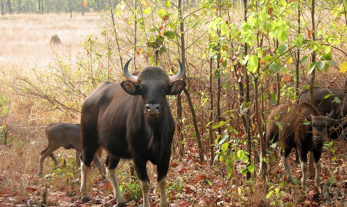 Bison, Kanha National Park