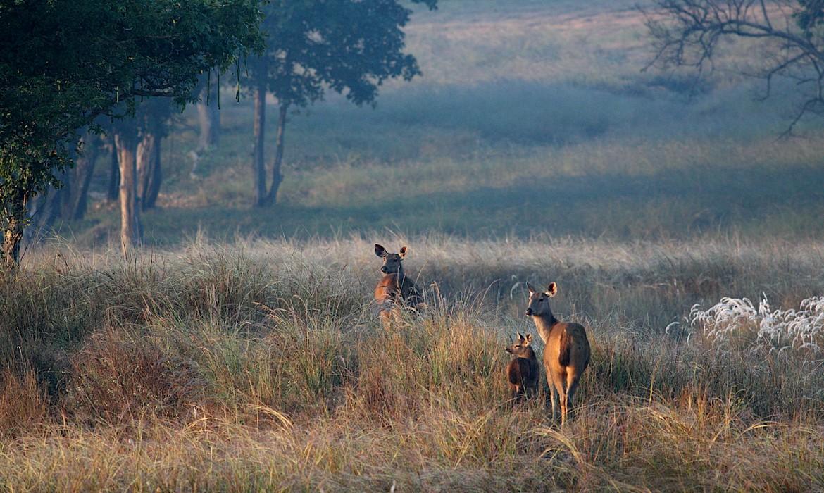 Chital deer, Kanha National Park