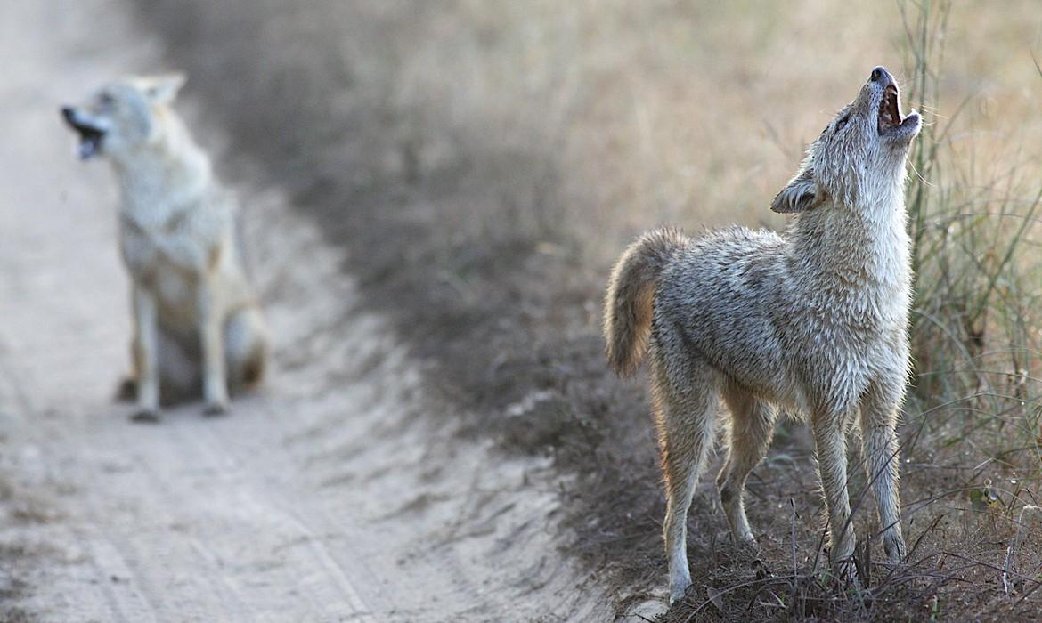Jackals, Kanha National Park