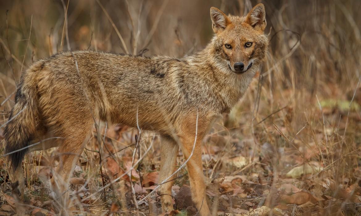 Pench National Park