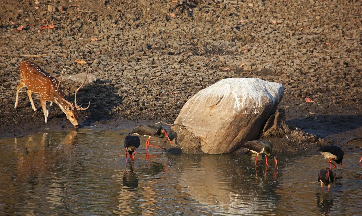 Watering hole, Pench National Park
