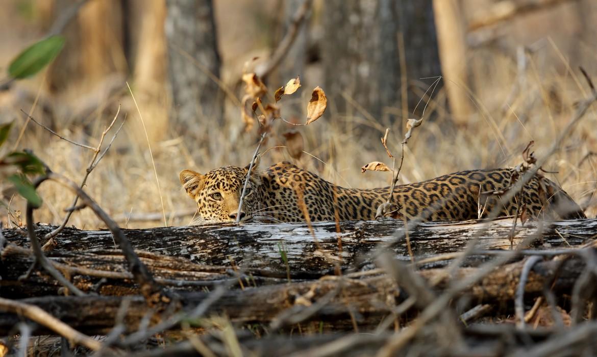 Pench National Park