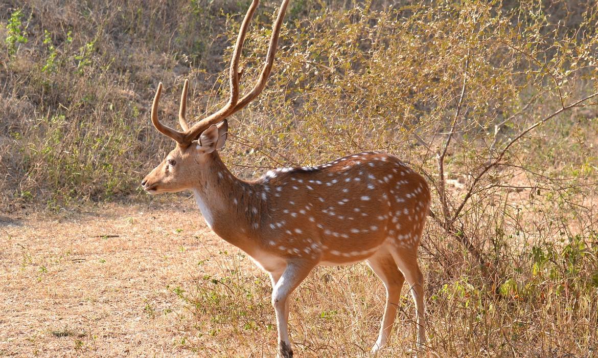 Deer, Satpura National Park