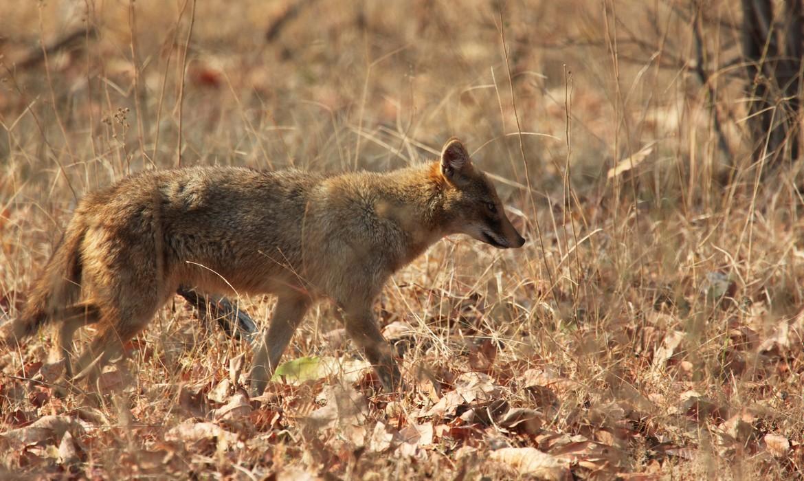 Wild dogs, Satpura National Park