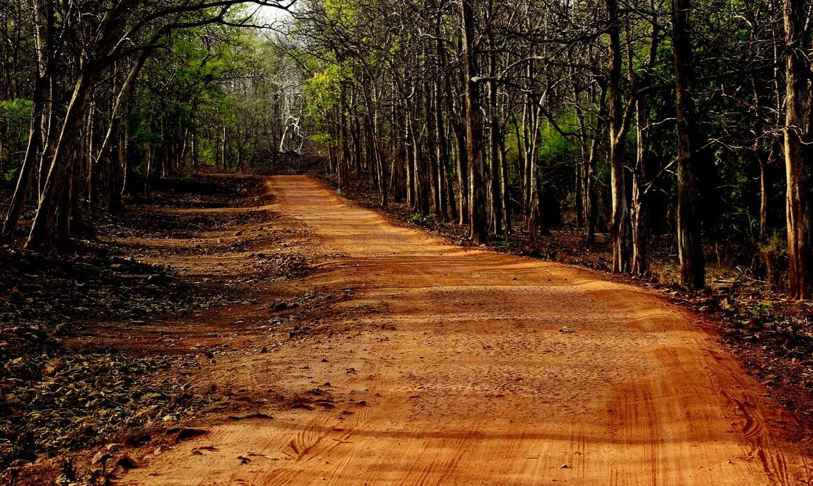 Tadoba National Park