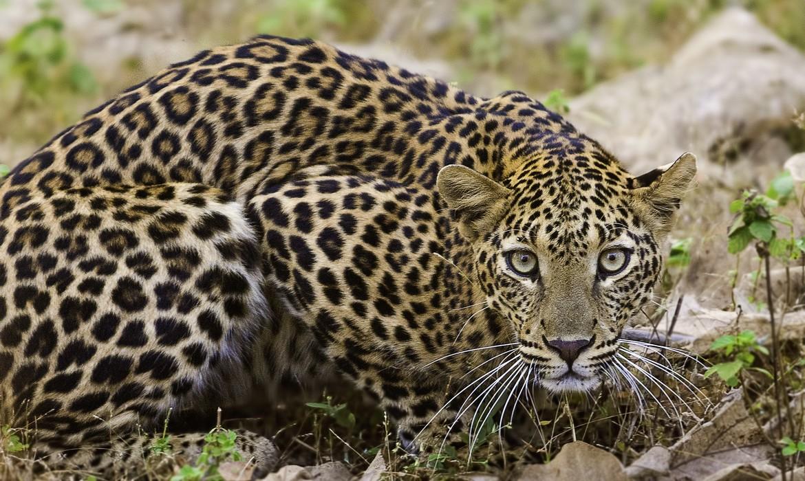 Tadoba National Park