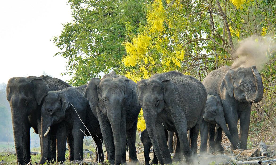 Elephants, Kabini National Park