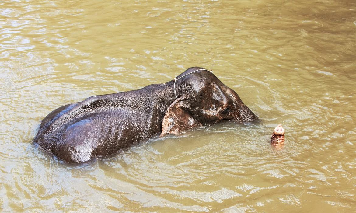 Elephant bathing, Mondulkiri