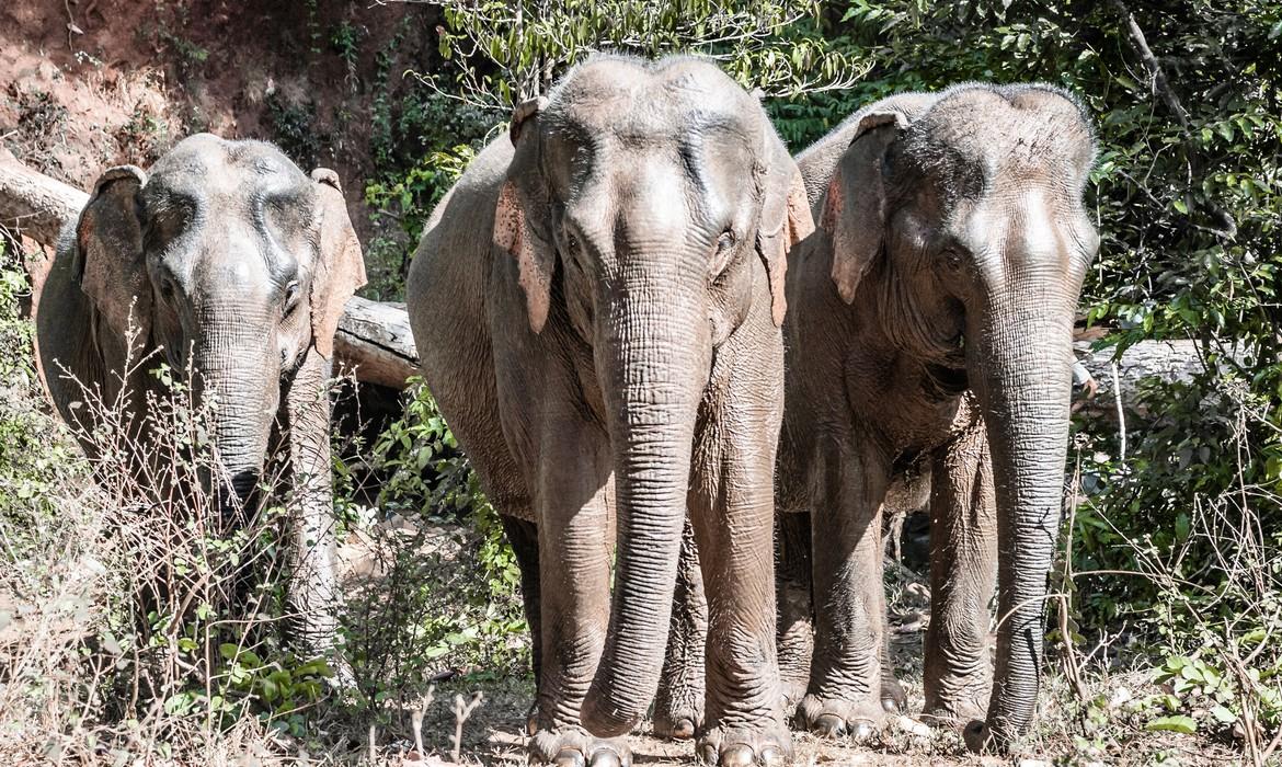 Elephants, Mondulkiri