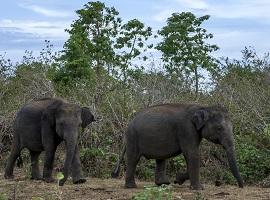 Elephants, Uda Walawe National Park