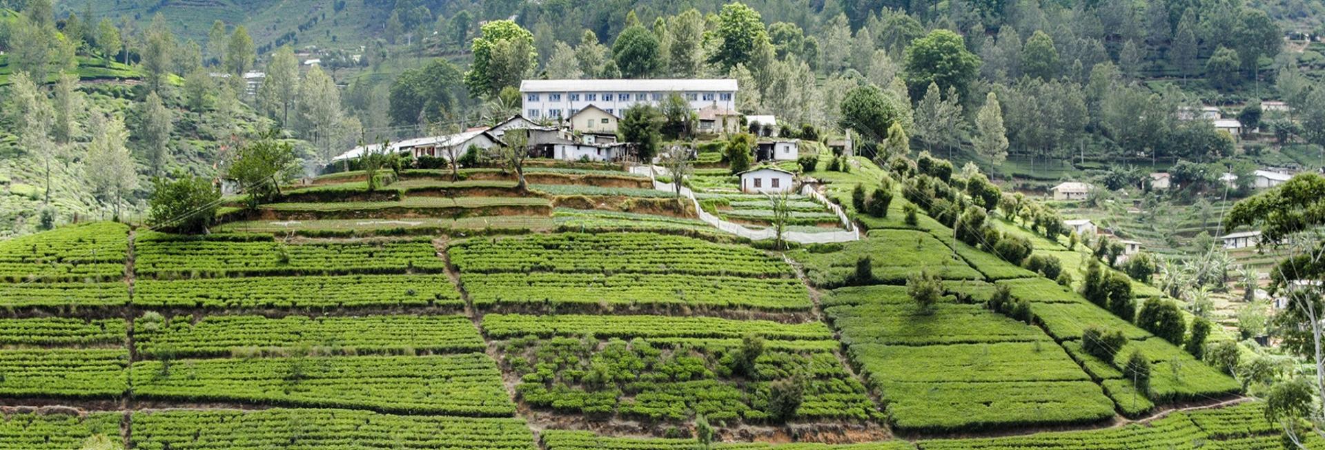 Tea Factory, Nuwara Eliya, Sri Lanka