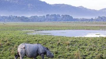 Rhino in Kaziranga National Park