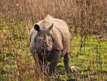 One-horned Rhino, Kaziranga National Park