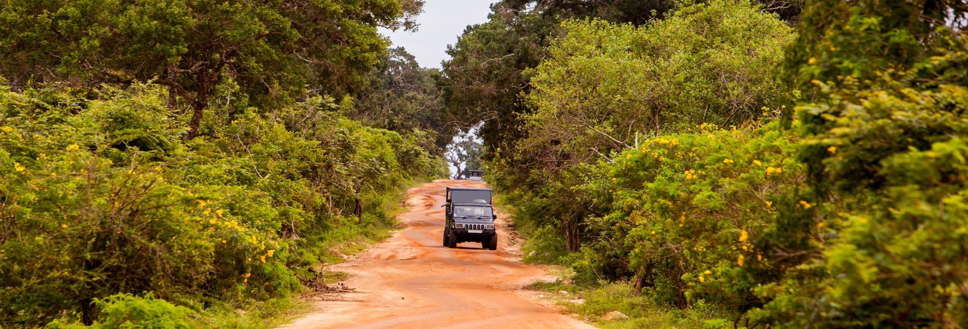 Jeep Safari, Minneriya National Park, Sri Lanka